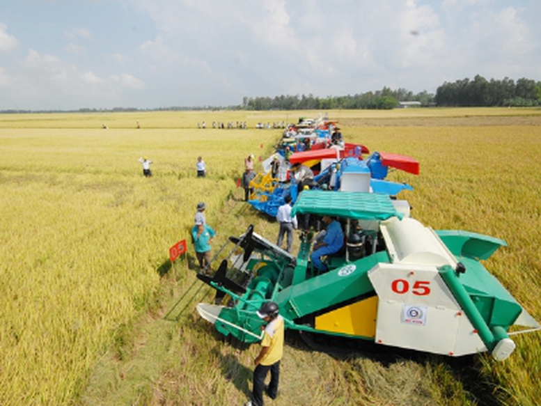 Chuyển mạnh sang trồng lúa chất lượng cao